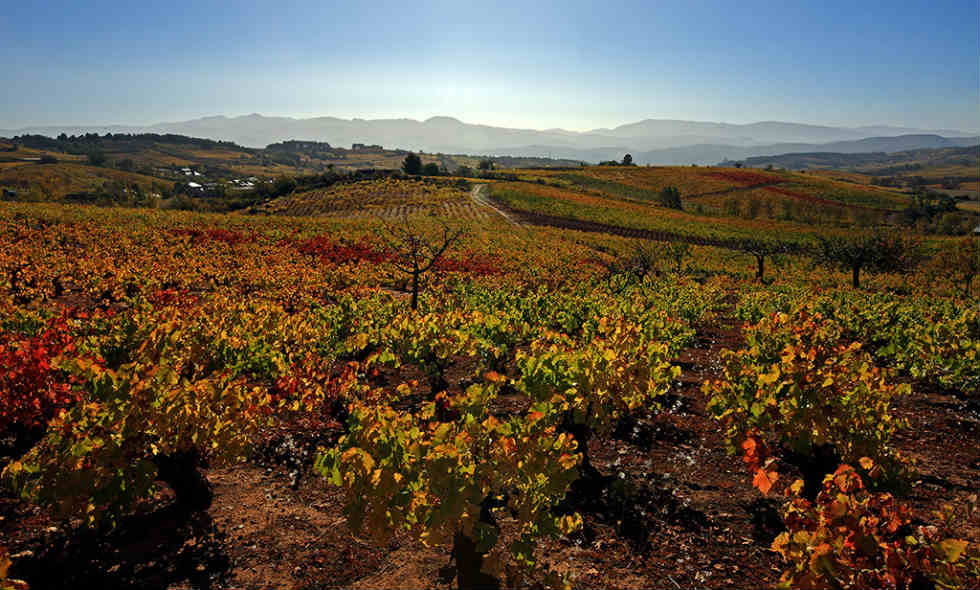 El Bierzo vineyards